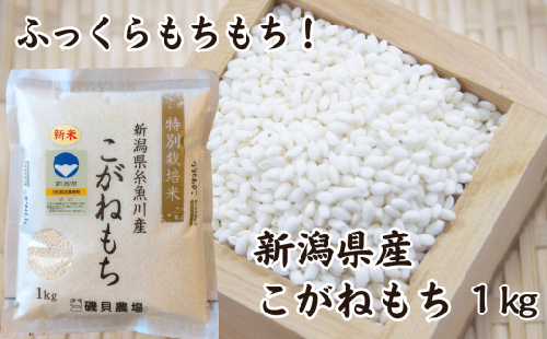 新潟県産 もち米『こがねもち』1kg 令和5年産新米 ふっくらモチモチ！ 芳醇な甘い香り 磯貝農場