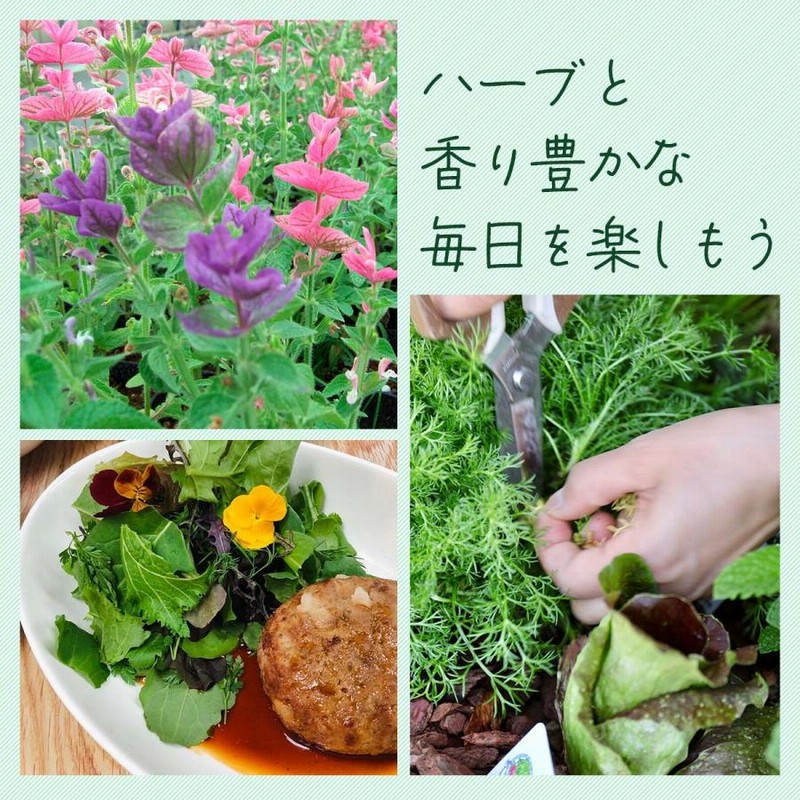 まとめ買い】 楽天市場】若葉 花山椒の通販 野菜 - 野菜