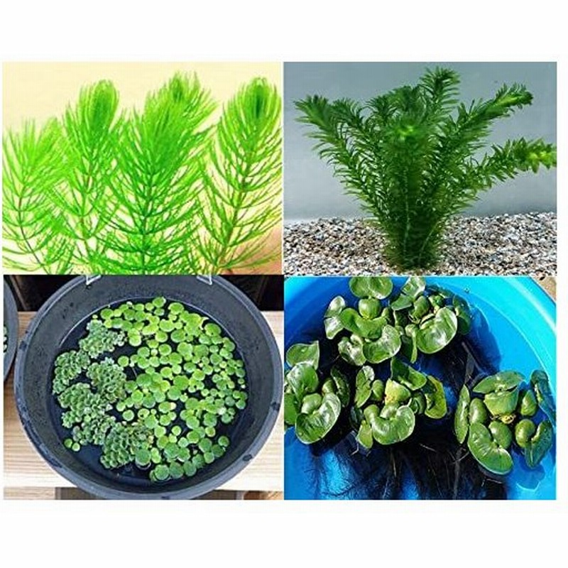 めだか街道発送商品 メダカ喜ぶ オススメ画像の５種類 無農薬水草セット メダカ喜ぶ水草セット 水草アソート 通販 Lineポイント最大0 5 Get Lineショッピング