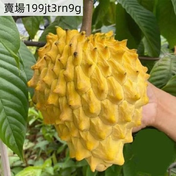 現貨【釋迦果種子】（25粒）四季種植 正宗台灣番荔枝種子 賴球果 佛頭果林檎種籽果樹種子