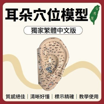 獨家繁體中文版【志遠】§台灣製現貨§ 耳朵穴位模型 17cm 經絡耳模型 耳朵按摩模型 耳穴模型 穴位模型 醫學教具