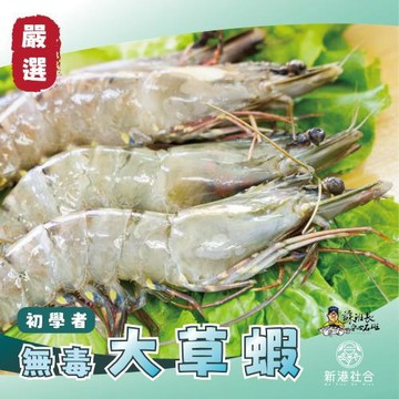 【新港社合 X 塭底撈】初學者生態養殖大草蝦380g/盒 3盒/組 魚蝦共生 一盒約6尾 用生態鏈養出大鮮甜