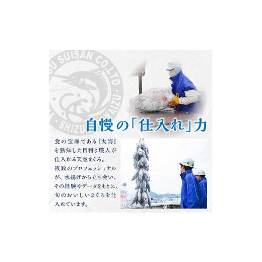 ふるさと納税 静岡県 焼津市 a15-486　天然南鮪　担当者お気に入りの南鮪四点盛り　中トロ赤身ネギトロ