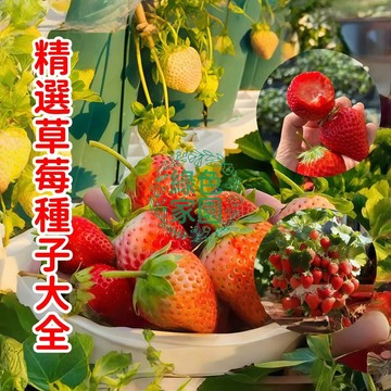 💥蝦皮熱銷💥【精選草莓種子大全】超低價 四季種植 當年開花結果 爬藤草莓 新種籽發芽率100% 陽台庭院盆栽高產水果種子