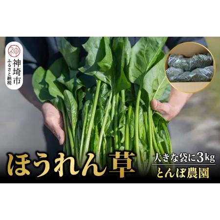 ふるさと納税 ほうれん草 3kg バラ詰め（大きな袋に3kg）(H091112) 佐賀県神埼市