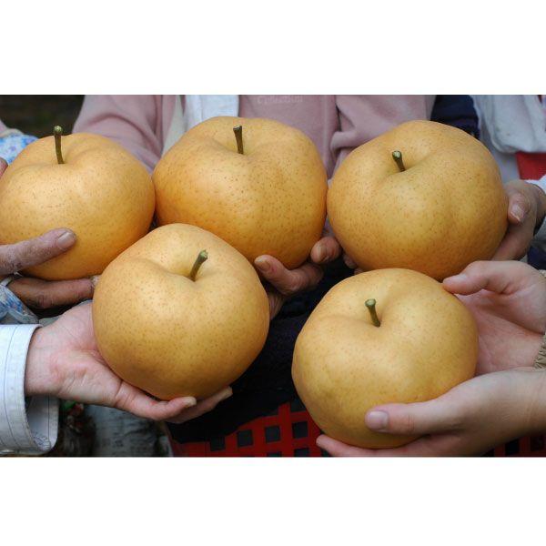 岡山県産　あたご梨　約２ｋｇ（２〜３玉）