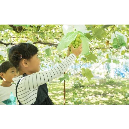 ふるさと納税 長野県 塩尻市 塩尻市産シャインマスカット1.8kg　2024年9月下旬〜10月下旬頃発送