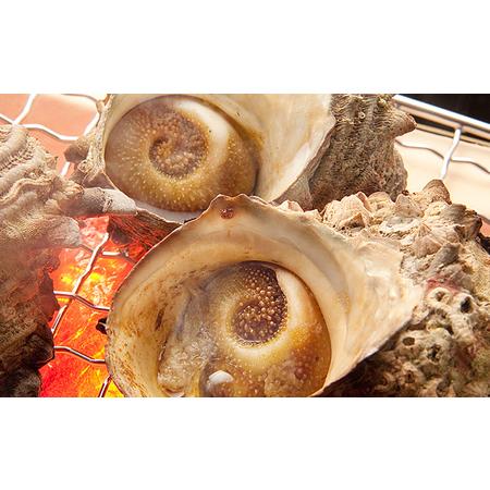 ふるさと納税 秋田県男鹿産ボイルさざえ1kg(9〜12個入)（つぼ焼き用特製たれ付） 秋田県男鹿市