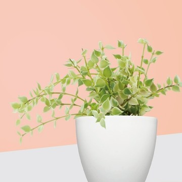 【森多】百萬心/蘿藦科/植物 [犀力系列] -廠商直送