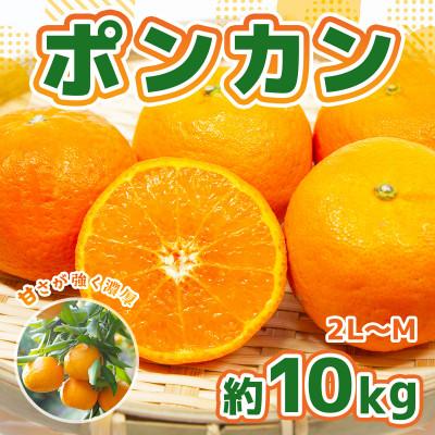 ふるさと納税 宇土市 熊本県産 ポンカン 約10kg 2L〜Mサイズ(宇土市)