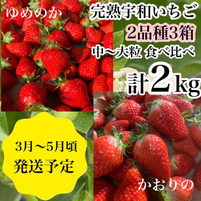 かんちゃん農園　2品種食べ比べ3箱(約2kg)　中～大粒　新鮮朝採り　宇和いちご