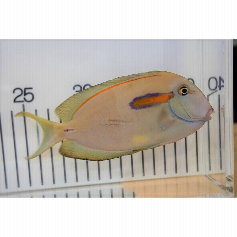 海水魚・ハギ】モンツキハギ（Lサイズ)(1匹)±16-20cm (サンプル画像）（生体） 通販 LINEポイント最大0.5%GET |  LINEショッピング