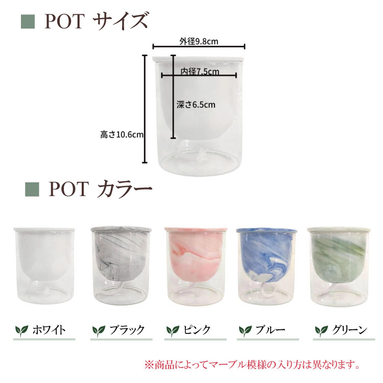  POT-K 選べる！3号パフカル苗セット