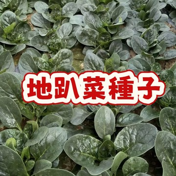 臺灣在地 耐熱抗濕 趴地生長 地趴菜/塌棵菜種子 家庭陽台盆栽 易種好養 野菜青蔬 四季可播 現貨速發