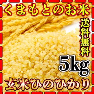 お米 米 5kg 玄米 送料無料 熊本県産 ひのひかり 新米 令和5年産 ヒノヒカリ あす着 5kg1個 くまもとのお米 富田商店 とみた商店