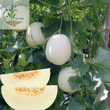 青禾園藝（白沙蜜甜瓜種子）TG-3 香瓜種子、美濃瓜Melon冰糖白皮黃肉~春秋季種植高產好養盆栽水果種子