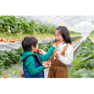 ふるさと納税 佐賀市 佐賀県産いちご　赤いちごと白いちご　食べ比べセット