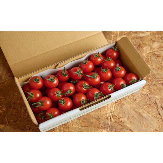 ふるさと納税 高知県 中土佐町 フルーツミニトマト『くれまるこ』2.4kg