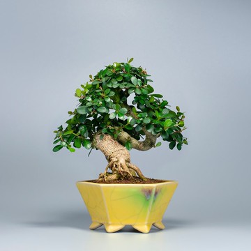 【花果植物】小葉牛港刺 小品盆景 居家擺設