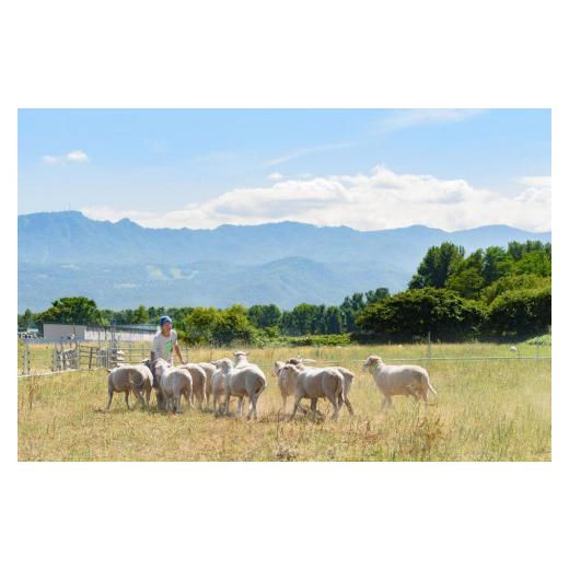 ふるさと納税 北海道 札幌市 石狩ひつじ牧場の「羊乳のヨーグルト」