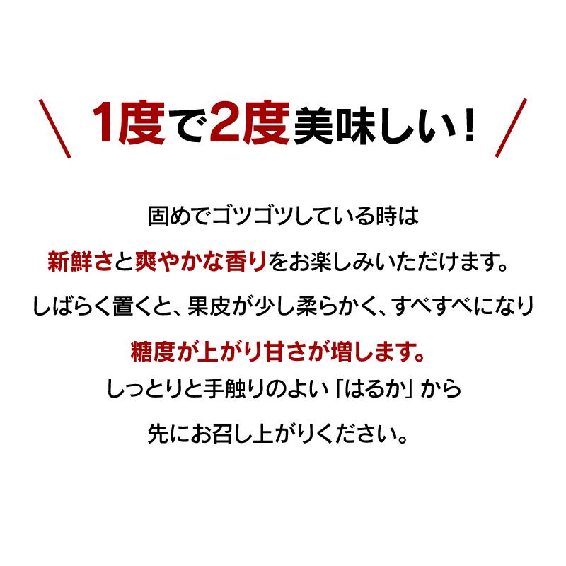 みかん はるか 3kg 送料無料 柑橘 農家直送 産地直送 日向夏 ＜2024年1月中旬より順次出荷＞ フルーツ 果物