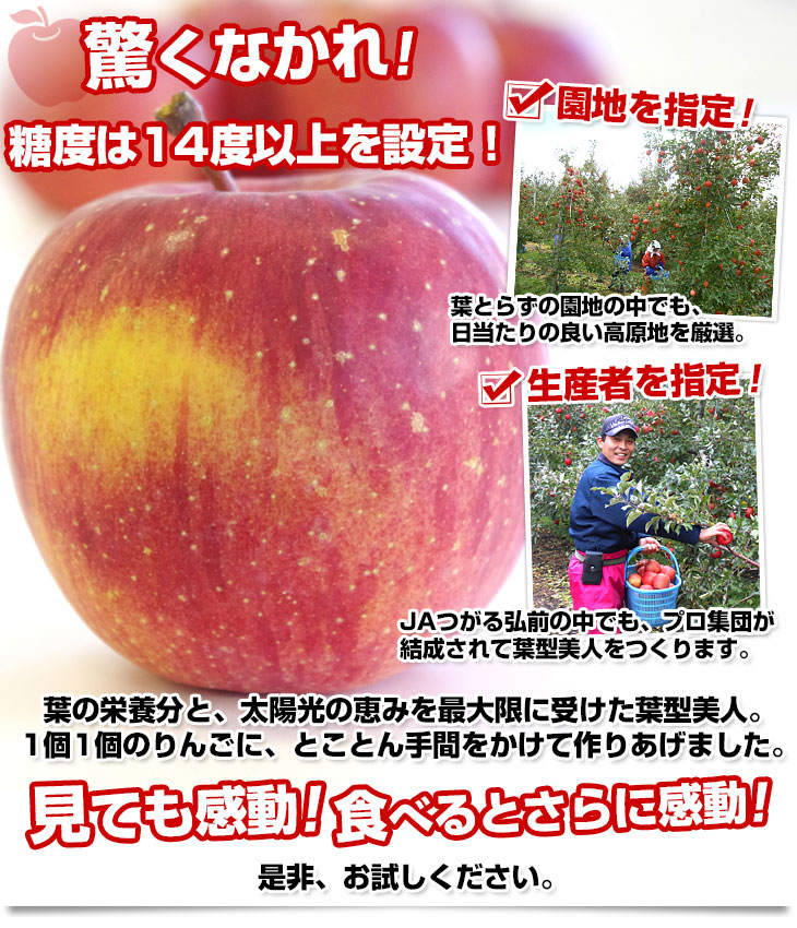 青森県より産地直送 JAつがる弘前 プレミアムサンふじ 葉型美人 (はかたびじん) 3キロ(10玉から13玉) 糖度14度以上 送料無料 林檎 りんご リンゴ