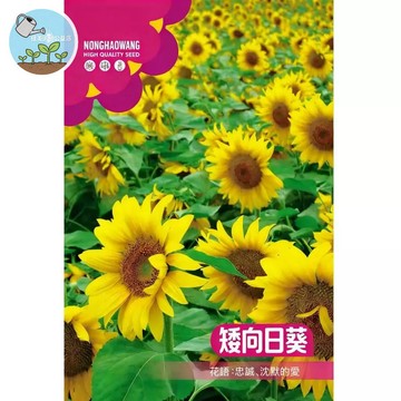 【原廠包裝】矮向日葵種子(Dwarf sunflower)3克裝 免搭架盆栽專用 開花快易爆盆 陽台窗台小空間