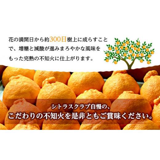 ふるさと納税 和歌山県 海南市 不知火（完熟栽培）樹上約300日　15玉〜28玉　5kg　赤秀品