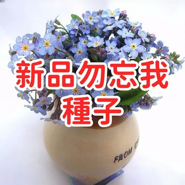 【新品勿忘我種子】台灣現貨 勿忘草 琉璃草 相思草 花種子 易種植 開花 盆栽 庭院 陽台 送禮 自種 療癒 香草 花卉