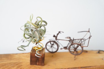 【竒花】空氣鳳梨松木碳化底座 生日禮物 辦公小物 現貨