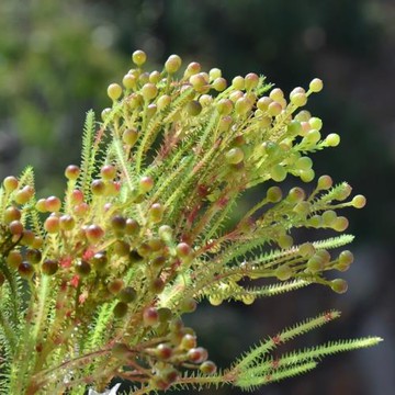 高品質仿真花　仿真藍盆花　連翹相思豆手插花配花飾品搭配花藝