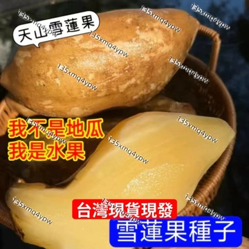 🌱【雪蓮果種子】高山雪蓮果種子 地下水果 脆甜水果 當年結果 高產 庭院陽台農田種植 植物種子 盆栽地栽水果 地瓜種子