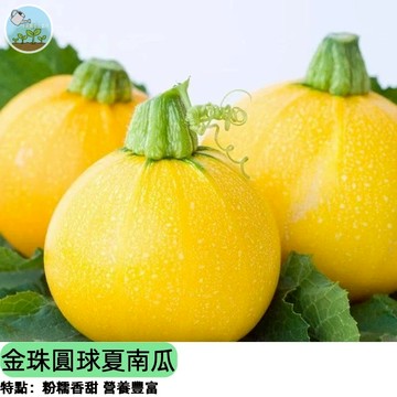 【陽台豐收首選】金珠圓球夏南瓜種子 日本引進品種 一株多產 圓形可愛 不用搭棚 煎烤沙拉皆宜 家庭菜園  四季可種