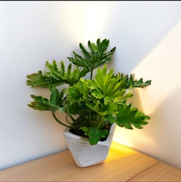 【送禮高CP值】小天使蔓綠絨 盆栽簡約時尚 開幕新居喬遷送禮客廳