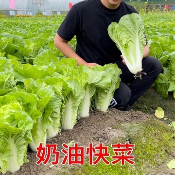 🥬（奶油快菜種子） 20天可採摘 耐熱耐高溫 四季速生農家蔬菜種籽 高產小白菜種子蔬菜種子 庭院盆栽陽台蔬菜種籽