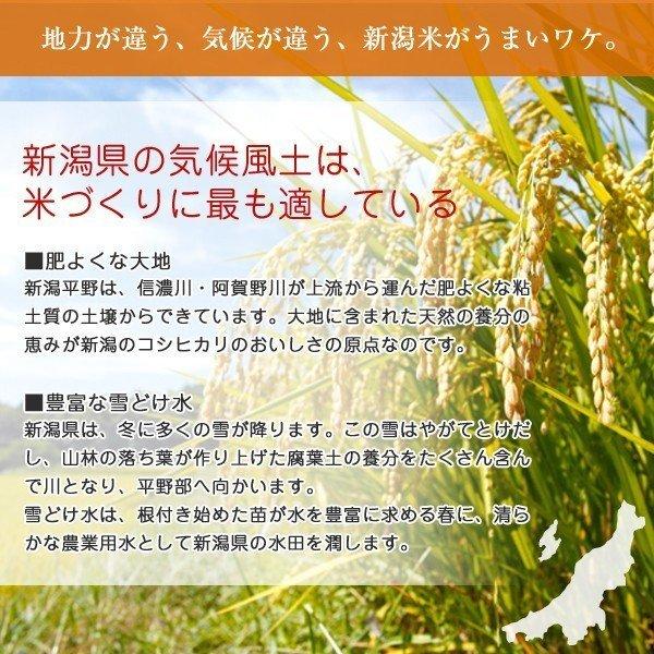 新潟県産 コシヒカリ 新米 お米 20kg 5kgx4袋 令和5年産 産地直送 送料無料