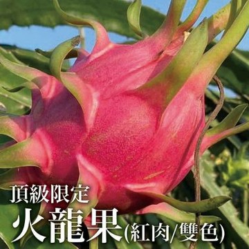 【十翼饌選果】頂級限定 雙色火龍果(約10-12粒/10斤)X1箱