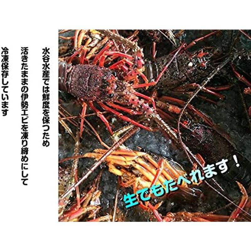 三重県産お刺身用冷凍伊勢海老 お刺身 伊勢海老 刺身 ギフト お歳暮 (特特大（2尾約1kg）)