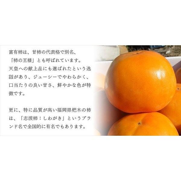 福岡県産志波柿 富有柿 2Lサイズ 約36個