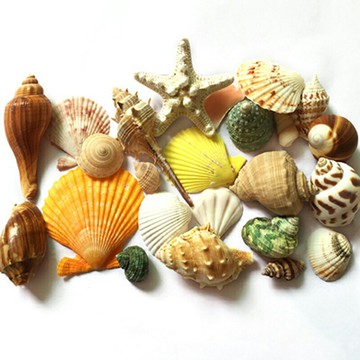 天然貝殼海螺海星套餐450克 打孔魚缸造景地臺婚慶家居裝飾