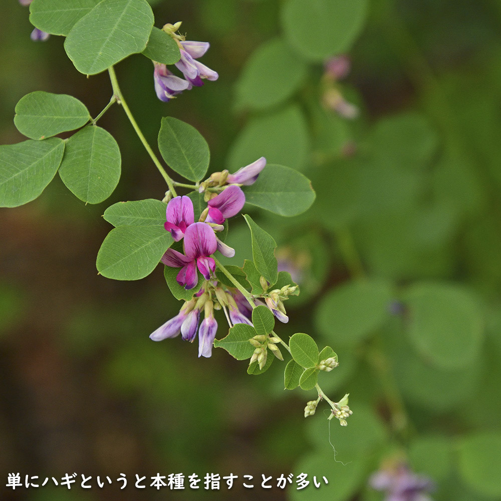 ヤマハギ 10.5cmポット 苗