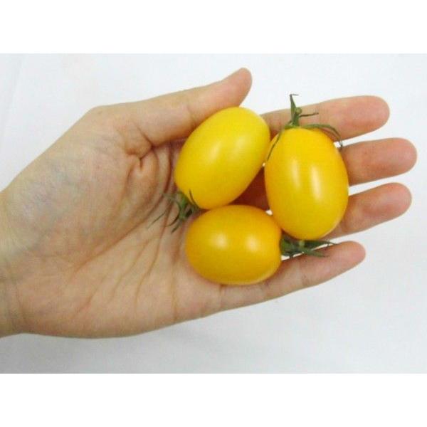 愛知県産 ”イエローアイコトマト” 秀品 約3kg 送料無料