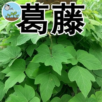 現貨 葛根種子 無渣粉葛根種子 高產野生甜葛粉葛藤護坡草種中藥材種子食用&綠化 百花銀背藤邊坡綠化多年生藤本植物