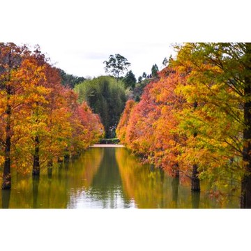 苗栗旅遊｜季節限定.桃園魯冰花季.苗栗採草莓一日｜大人囝仔_26TMMLIHMF