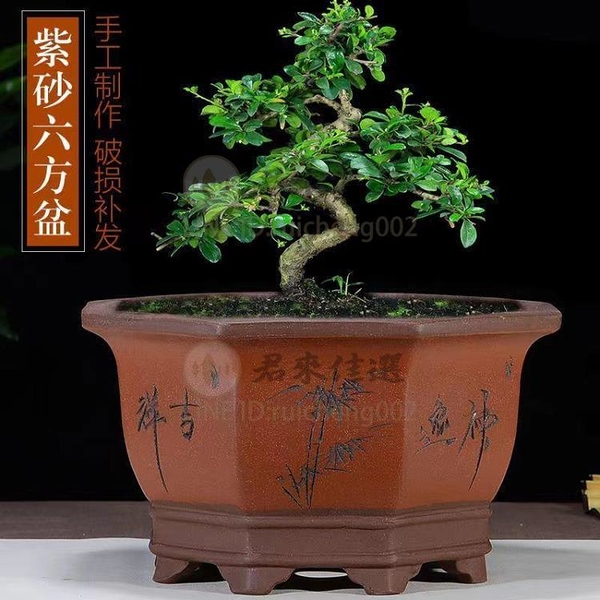 美品 中国美術 紫砂盆栽鉢植木鉢 梅蘭竹紋樣四角紫砂鉢 紅雨刻