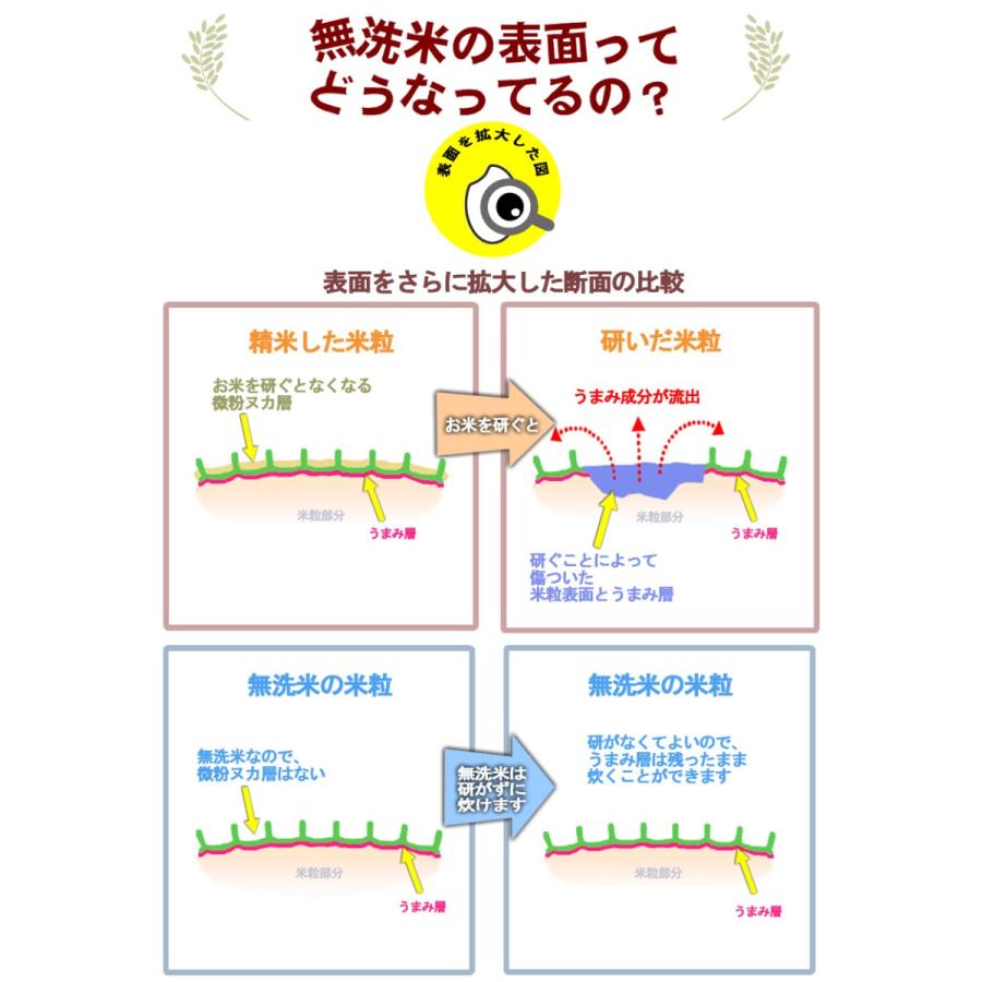 宮崎県産コシヒカリ 5kg×2 無洗米 送料無料 期間限定