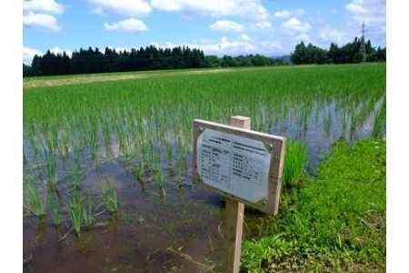 魚沼産 コシヒカリ 有機栽培米 5kg×2 米 こしひかり お米 コメ 新潟 魚沼 魚沼産 白米 送料無料 新潟県産 精米 産直 産地直送 有機栽培 お取り寄せ 魚沼三昧 川治米店 新潟県 十日町市