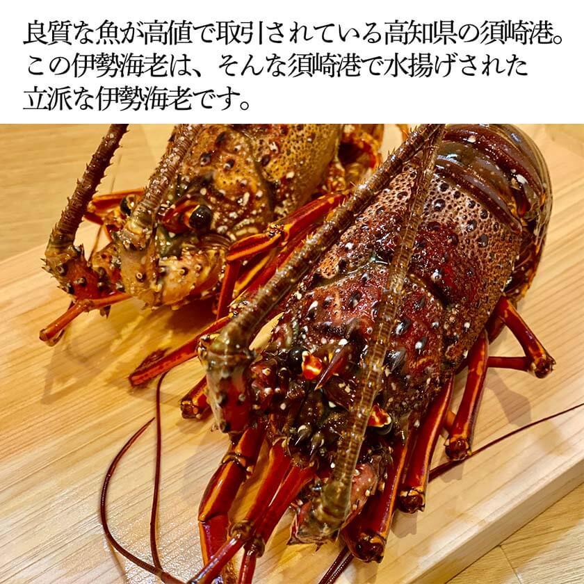 職人吉岡の冷凍伊勢海老 1~2尾 400g