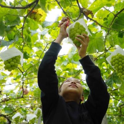 ふるさと納税 笛吹市 クール便でお届け　ピオーネシャインマスカット　食べ比べセット　1kg(2房)