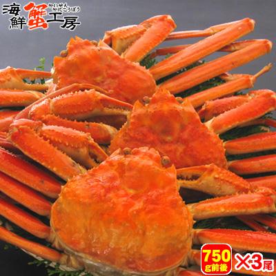 ボイル ズワイガニ 姿 750g前後 3尾 セット ずわいがに 蟹味噌 贈り物 蟹 お取り寄せ ギフト グルメ 送料無料 かに 北海道 プレゼント